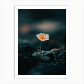 Single Flower In The Dark 30 Art Print