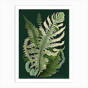 Painted Fern Wildflower Vintage Botanical 1 Art Print