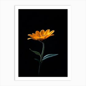 Single Flower On A Black Background 9 Art Print