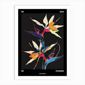 No Rain No Flowers Poster Bird Of Paradise 3 Art Print