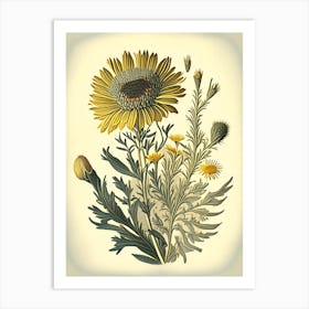 Golden Aster Wildflower Vintage Botanical 2 Art Print