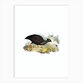 Vintage Mound Raising Megapode Bird Illustration on Pure White Art Print