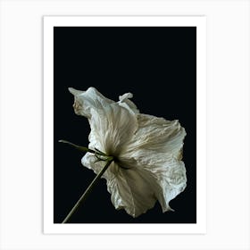 White Flower Art Print