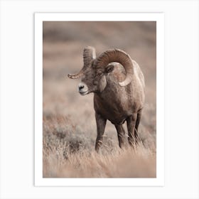 Western Sheep Art Print