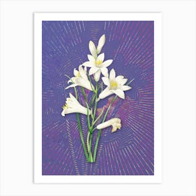 Vintage St. Bruno's Lily Botanical Illustration on Veri Peri n.0011 Art Print