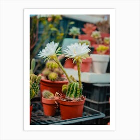 Cactus In Pots Art Print