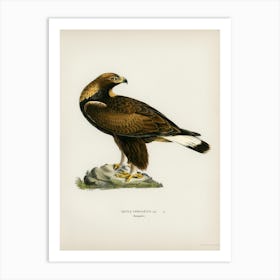 Golden Eagle (Aquila Chrysaetos), The Von Wright Brothers Art Print