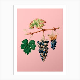 Vintage Summer Grape Botanical on Soft Pink n.0798 Art Print