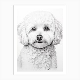 Bichon Frise Dog, Line Drawing 1 Art Print