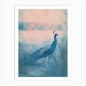 Turquoise Cyanotype Inspired Peacock In The Grass 3 Art Print