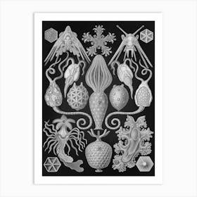 Vintage Haeckel 15 Tafel 95 Urnensterne Art Print