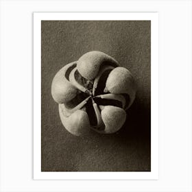 Blumenbachia Hieronymi (Loasaceae), Karl Blossfeldt 1 Art Print