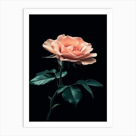 Rose On A Black Background 2 Art Print