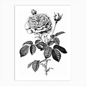 Black And White Rose Line Drawing 11 Art Print