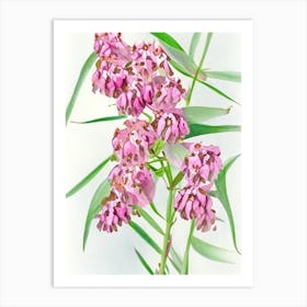 Swamp Milkweed Wildflower Watercolour 1 Art Print