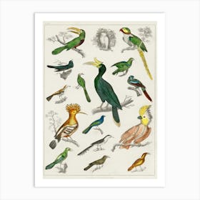 Collection Of Various Birds, Oliver Goldsmith     Art Print