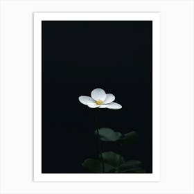 White Lotus Flower Art Print