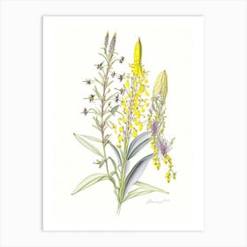 Lysimachia Floral Quentin Blake Inspired Illustration 2 Flower Art Print