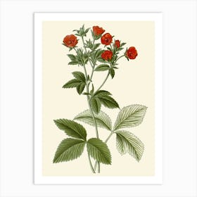 Red Raspberry Art Print