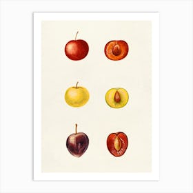 Watercolor Fruit Print Art Print