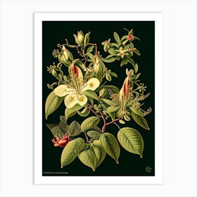 Honeysuckle 3 Floral Botanical Vintage Poster Flower Art Print