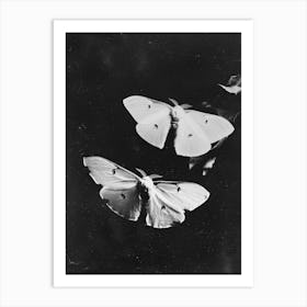 Two Moths Art Print