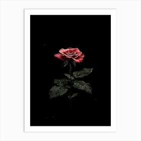 Dark Rose 117 Art Print