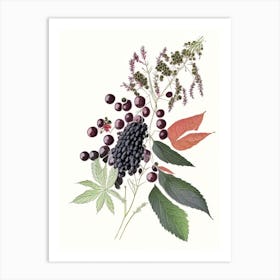 Elderberry Spices And Herbs Pencil Illustration 1 Art Print