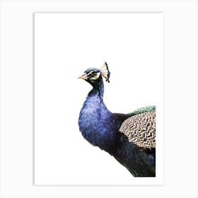 Peacock Isolated On White Art Print