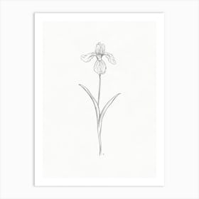 Iris Sketch Art Print