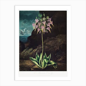 The American Cowslip From The Temple Of Flora (1807), Robert John Thornton Art Print