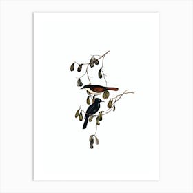 Vintage Golden Whistler Bird Illustration on Pure White n.0147 Art Print