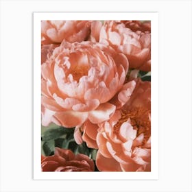 Peonies Art Print