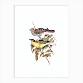 Vintage Yellow Bellied Figbird Bird Illustration on Pure White n.0148 Art Print