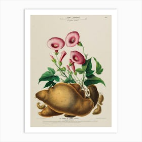 Potato Flowers Art Print