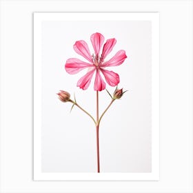 Pressed Wildflower Botanical Art Fire Pink Silene Virginica Flower 1 Art Print