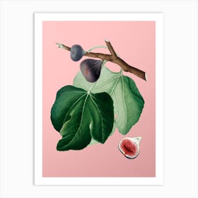 Vintage Black Fig Botanical on Soft Pink n.0028 Art Print