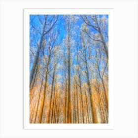 Sunlit Wood Art Print