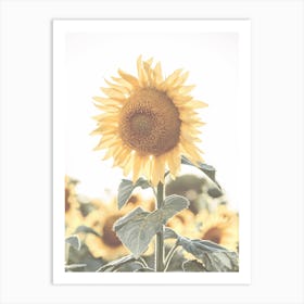 Sunflower Field Art Print