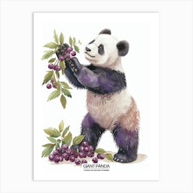 Giant Panda Picking Berries Poster 6 Art Print