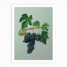 Vintage Lacrima Grapes Botanical Art on Mint Green n.0790 Art Print