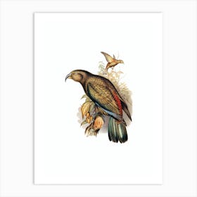 Vintage Kea Parrot Bird Illustration on Pure White n.0031 Art Print