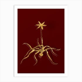 Vintage Hypoxis Stellata Botanical in Gold on Red n.0307 Art Print