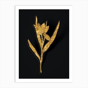 Vintage Tulipa Oculus Colis Botanical in Gold on Black n.0540 Art Print