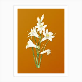Vintage St. Bruno's Lily Botanical on Sunset Orange Art Print