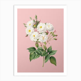 Vintage Noisette Roses Botanical on Soft Pink n.0386 Art Print