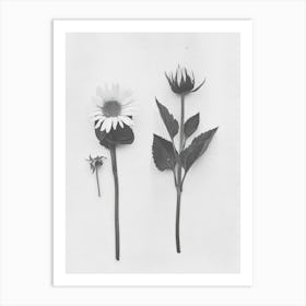 Sunflower Flower Photo Collage 3 Art Print