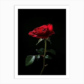 Rose On A Black Background 25 Art Print