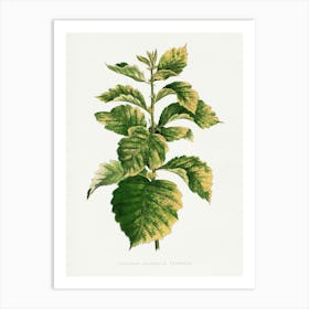 Vintage Botanical Art Print _2643229 Art Print