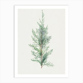 Juniper Branch Art Print